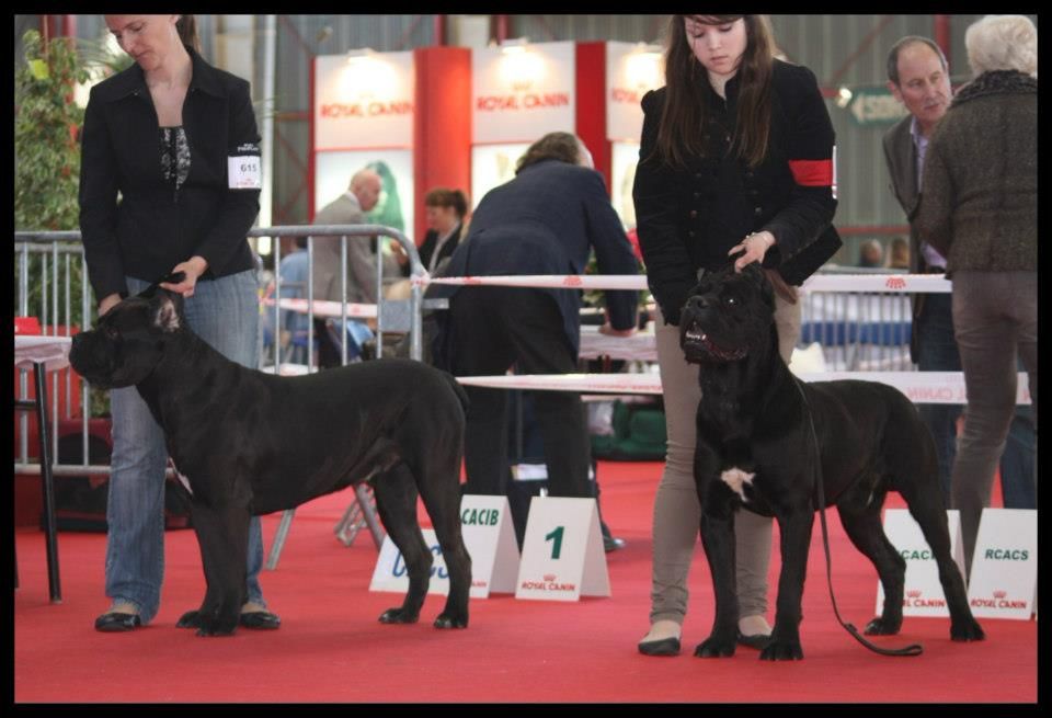 Fabio lucci du temple de jade - 2ème Excellent / RCACS - RCACIB