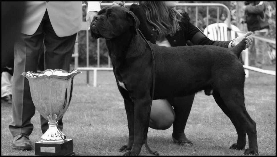 Fabio lucci du temple de jade - 1er Excellent / Meilleur de race