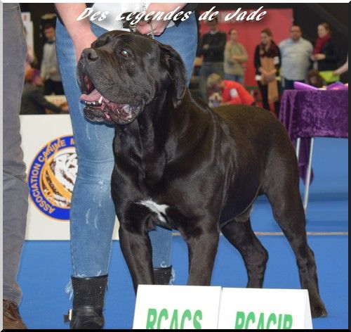 Fabio lucci du temple de jade - 2ème Exc / RCACS RCACIB