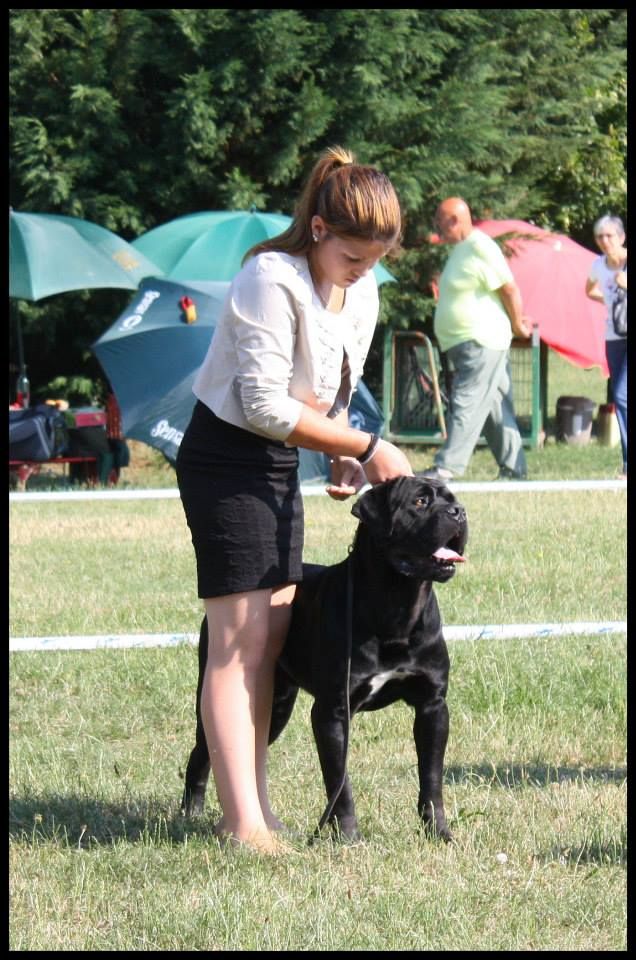 Fabio lucci du temple de jade - 1er Excellent / Meilleur de race
