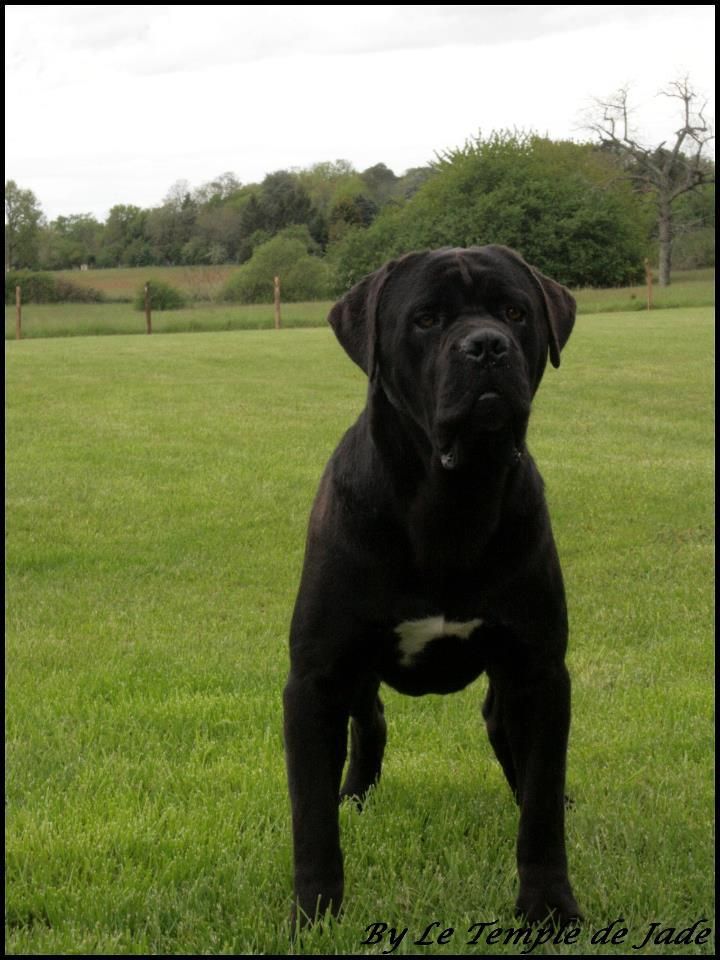 Fabio lucci du temple de jade - 1er Excellent / CACS - CACIB