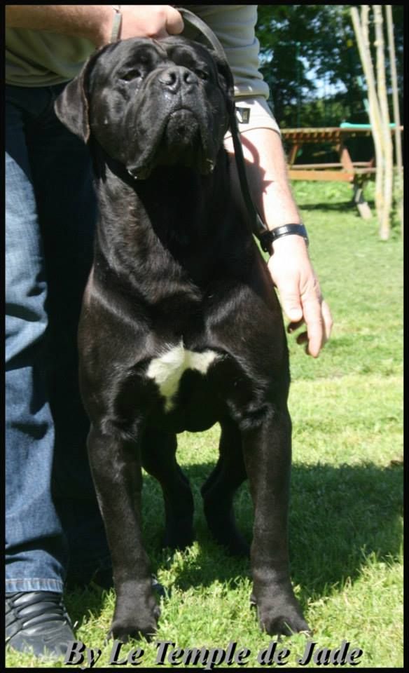 Fabio lucci du temple de jade - 4ème Excellent