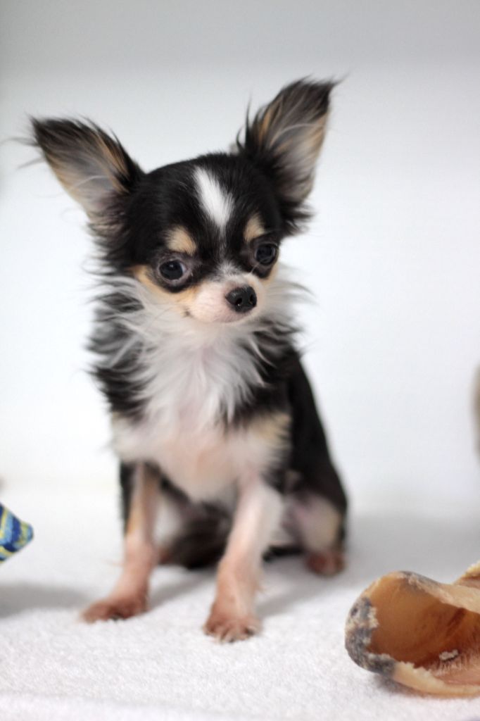 Mia (miniature 8 mois) - Chihuahua