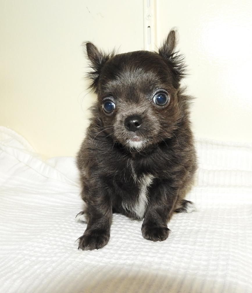 male 1 - Chihuahua