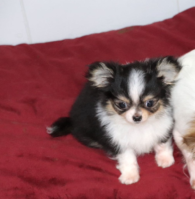 Les chiots de Chihuahua