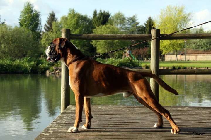 Publication : Du Siecle Andalou Auteur : Elevage Du Siècle Andalou