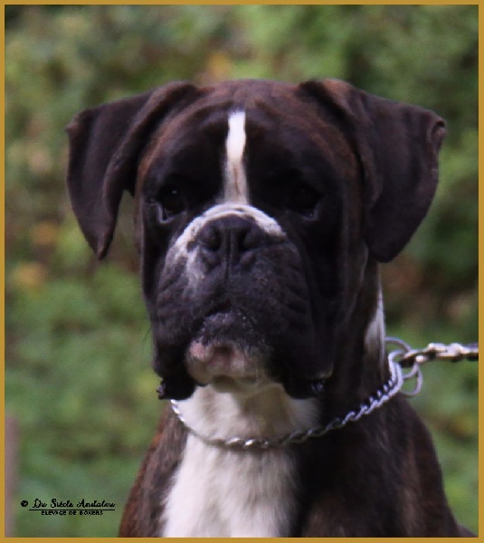 Jérico Du Siecle Andalou