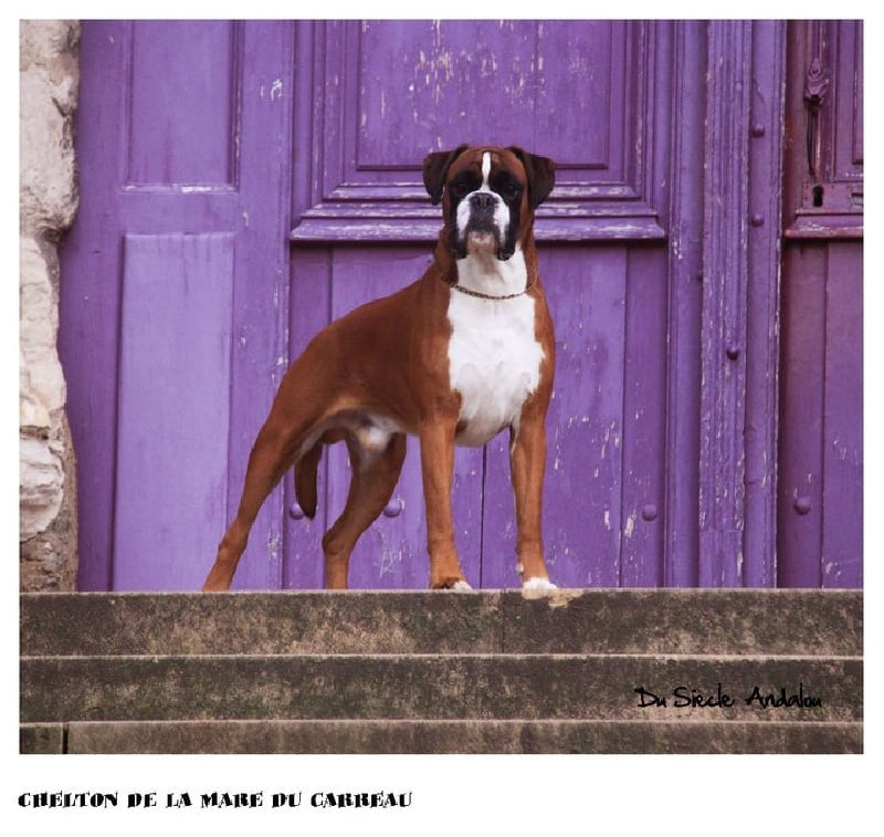 Publication : Du Siecle Andalou Auteur : Elevage Du Siècle Andalou