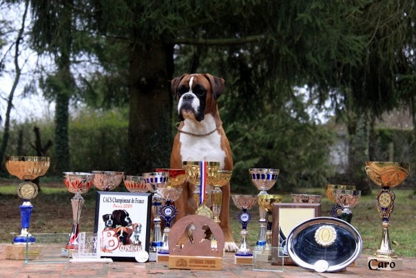 Publication : Du Siecle Andalou Auteur : Elevage Du Siècle Andalou