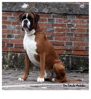 Publication : Du Siecle Andalou Auteur : Elevage Du Siècle Andalou