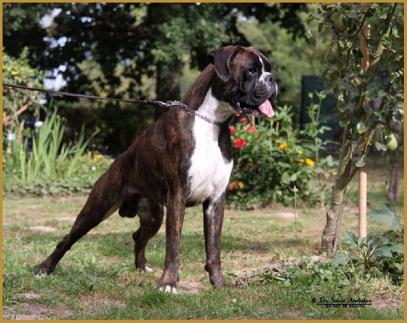 Jérico Du Siecle Andalou