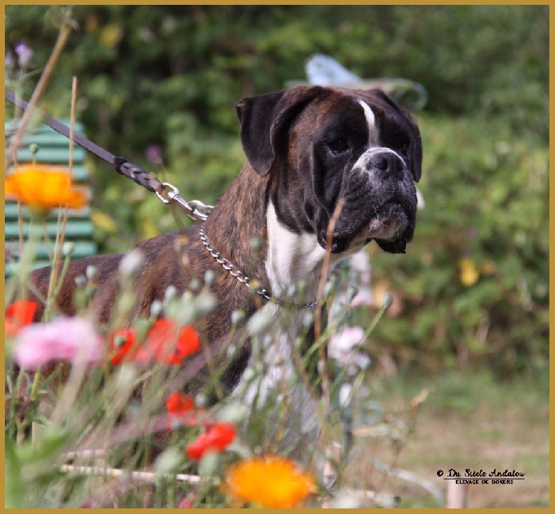 Jérico Du Siecle Andalou