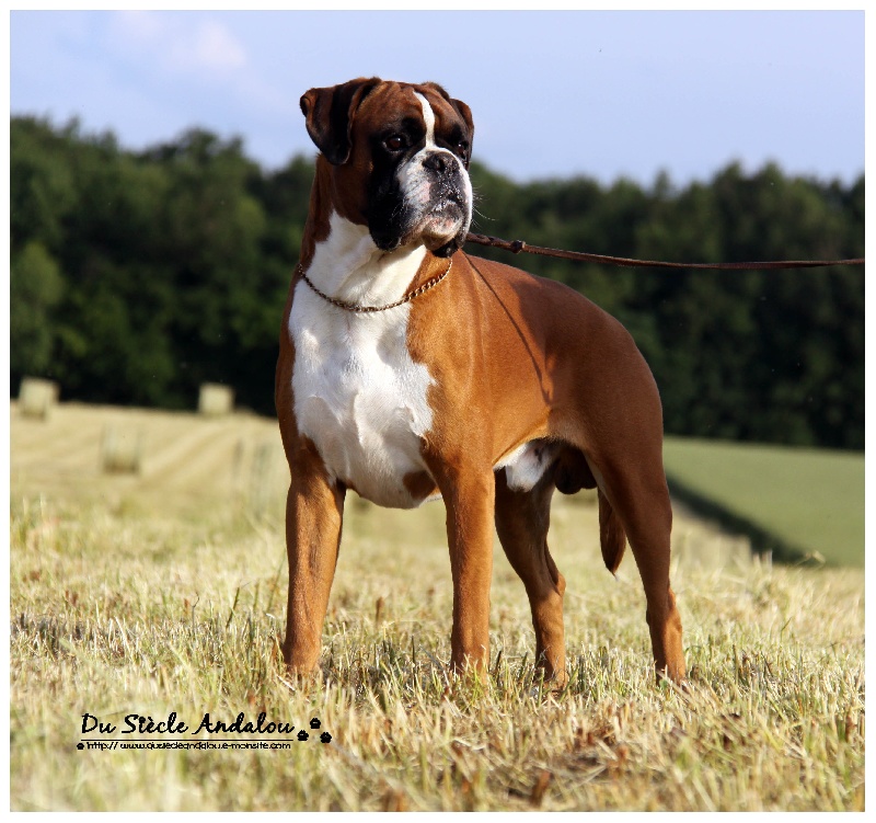 Publication : Du Siecle Andalou Auteur : Elevage Du Siècle Andalou