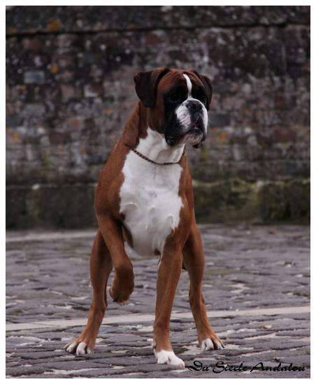 Publication : Du Siecle Andalou Auteur : Elevage Du Siècle Andalou