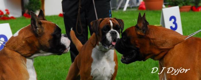 Publication : Du Siecle Andalou Auteur : Elevage Du Siècle Andalou