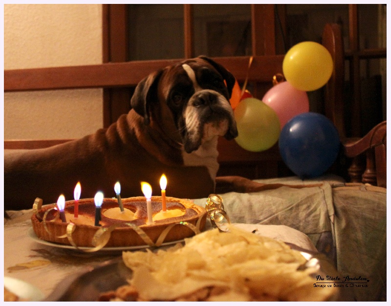 Publication : Du Siecle Andalou Auteur : Elevage Du Siècle Andalou