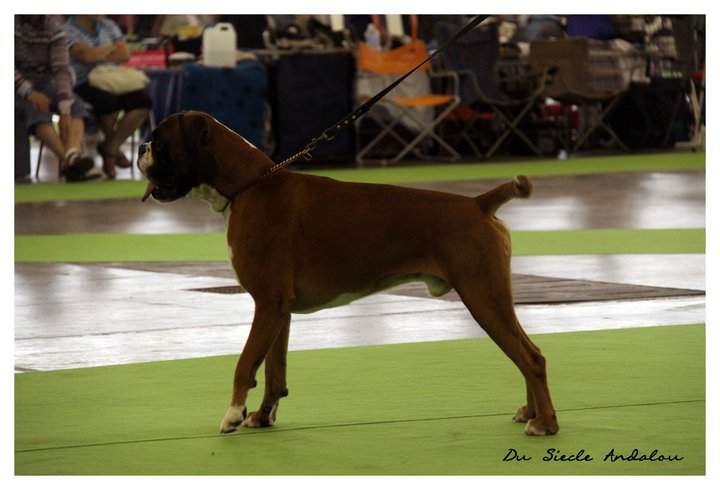 Publication : Du Siecle Andalou Auteur : Elevage Du Siècle Andalou