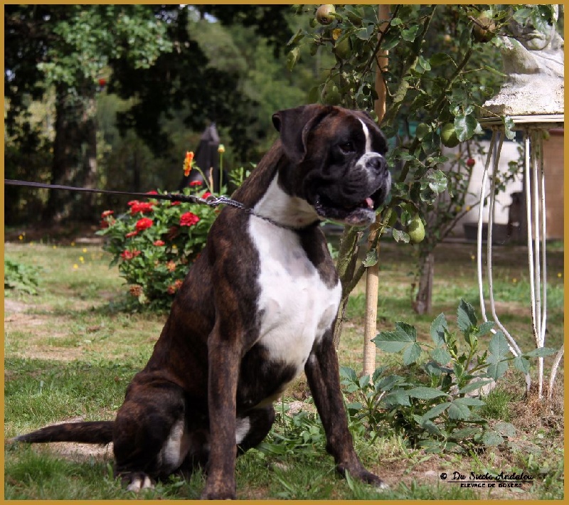 Jérico Du Siecle Andalou