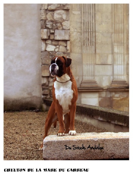 Publication : Du Siecle Andalou Auteur : Elevage Du Siècle Andalou