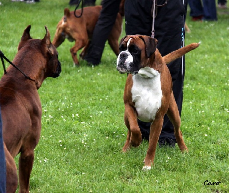 Publication : Du Siecle Andalou Auteur : Elevage Du Siècle Andalou