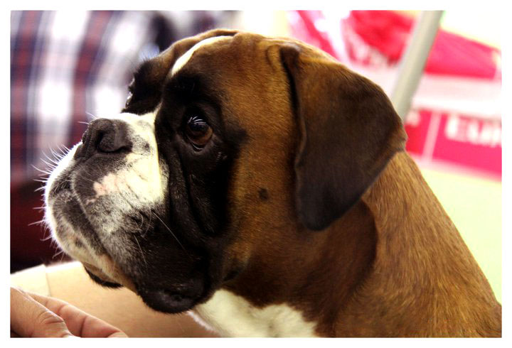 Publication : Du Siecle Andalou Auteur : Elevage Du Siècle Andalou