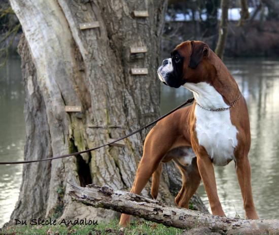 Publication : Du Siecle Andalou Auteur : Elevage Du Siècle Andalou