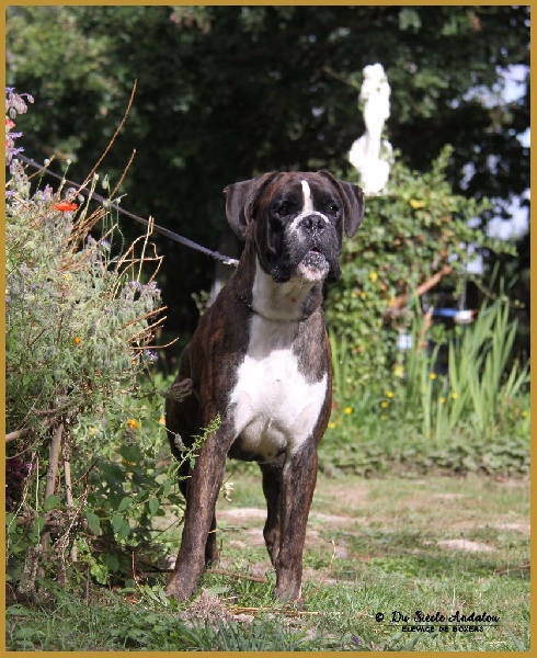 Jérico Du Siecle Andalou