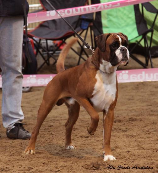 Publication : Du Siecle Andalou Auteur : Elevage Du Siècle Andalou