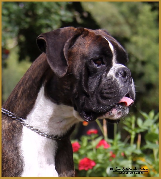 Jérico Du Siecle Andalou