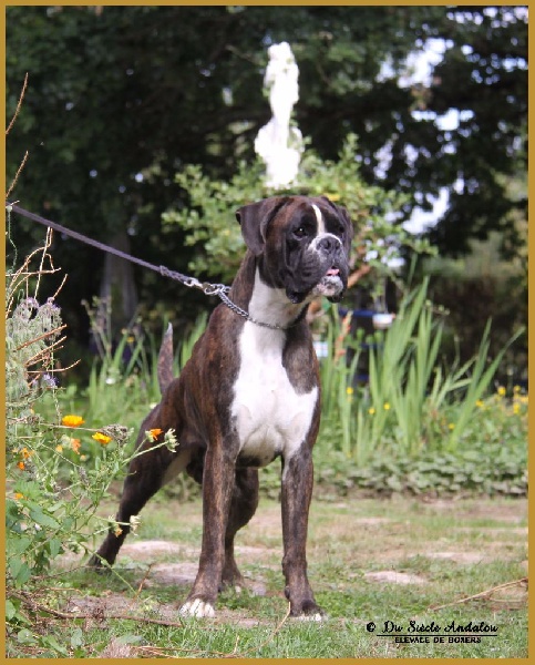 Jérico Du Siecle Andalou