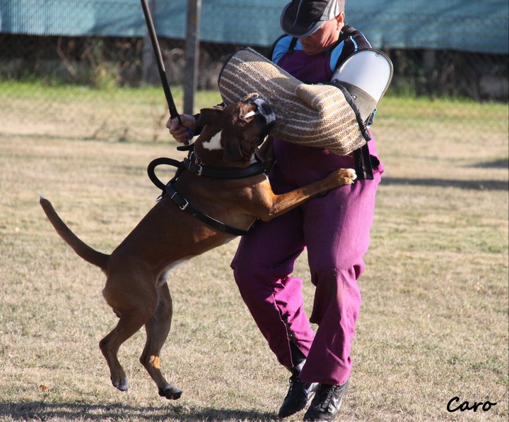 Publication : Du Siecle Andalou Auteur : Elevage Du Siècle Andalou