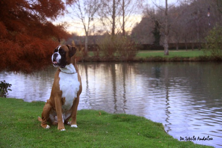 Publication : Du Siecle Andalou Auteur : Elevage Du Siècle Andalou