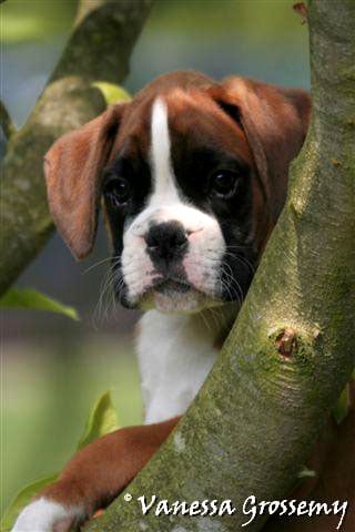 Publication : Du Siecle Andalou Auteur : Elevage Du Siècle Andalou