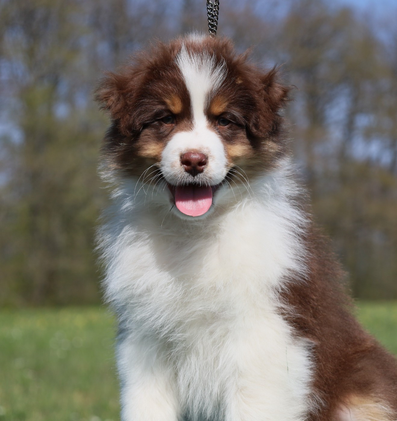 Publication : Des Rêves De Cassiopée