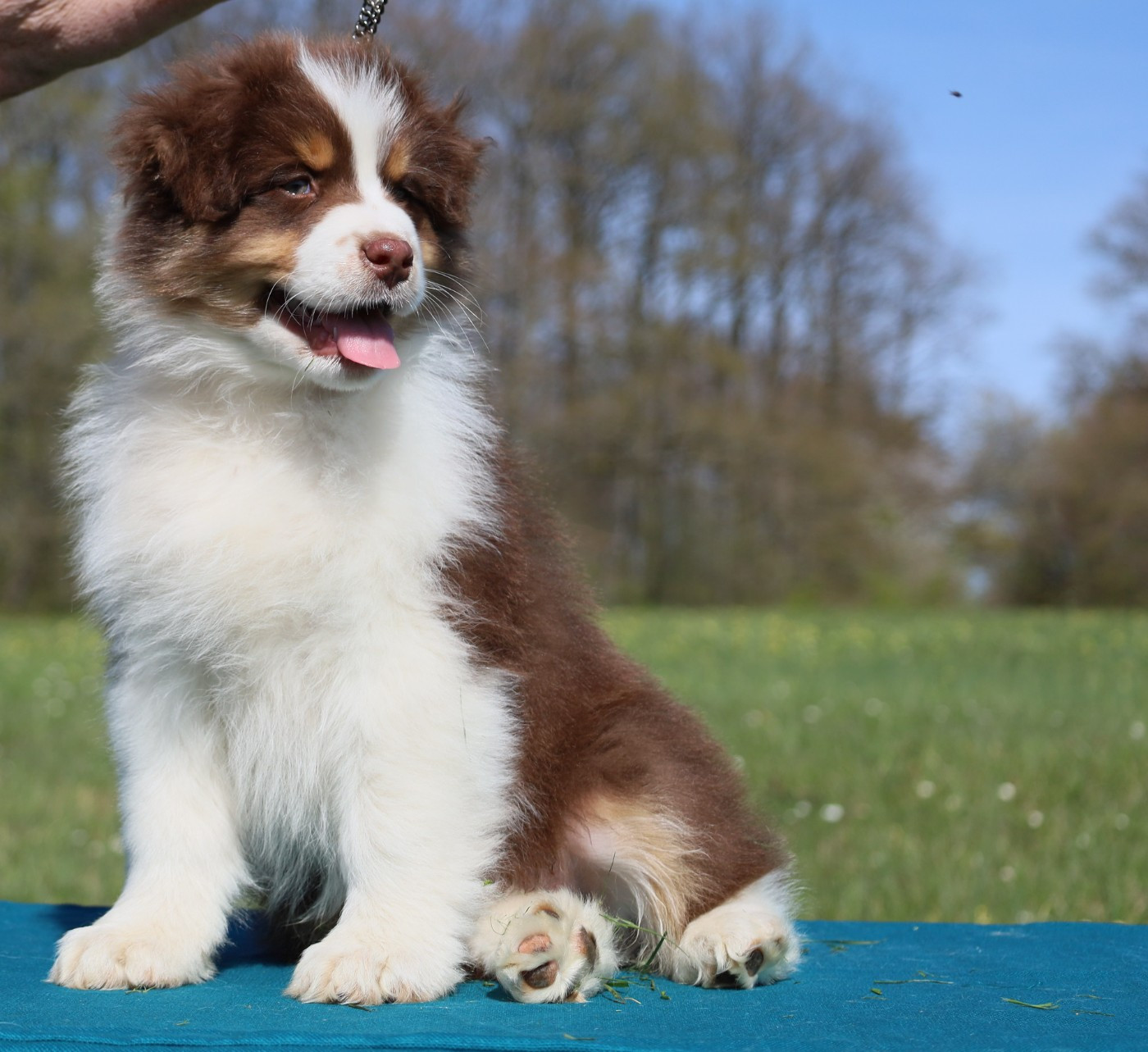Publication : Des Rêves De Cassiopée