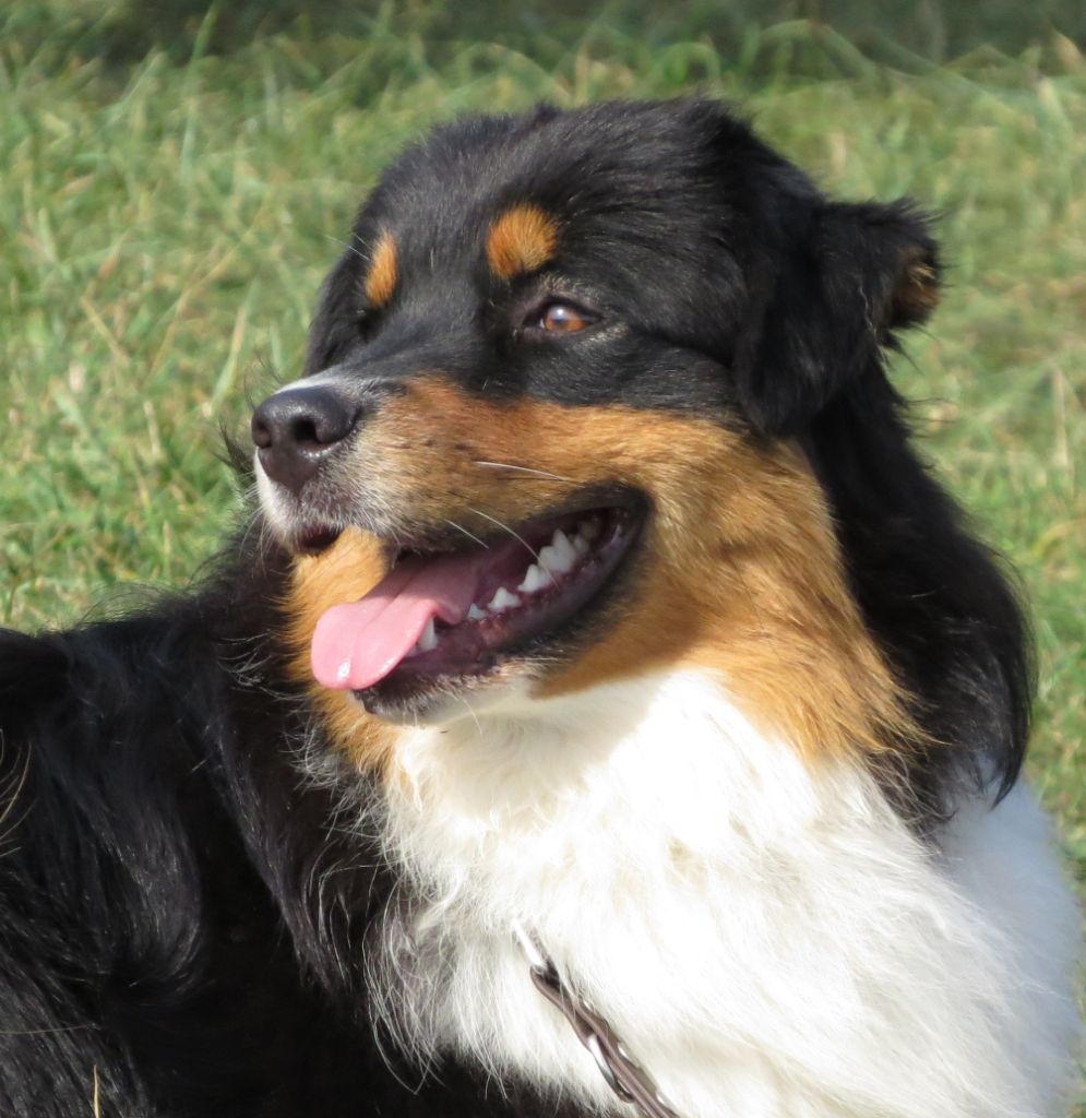 Ibhi albatros magicberry