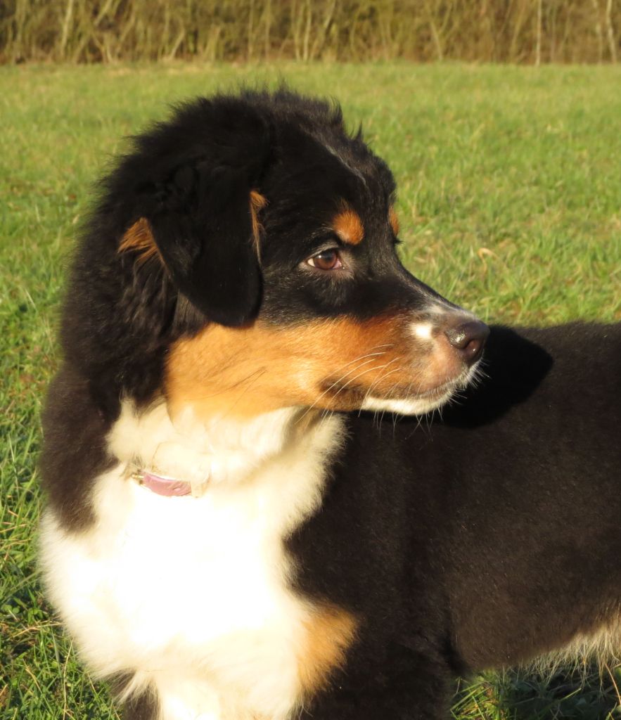 Ibhi albatros magicberry