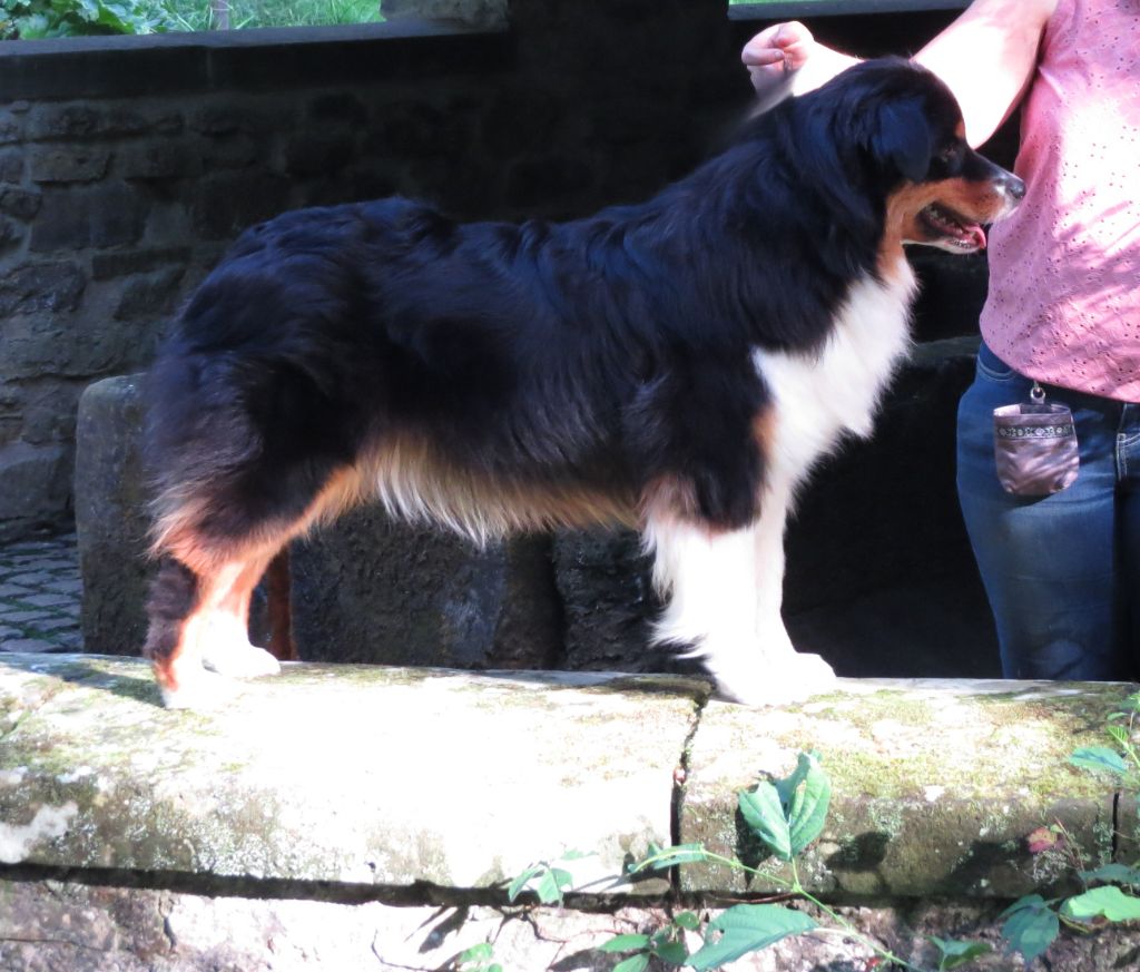 Ibhi albatros magicberry