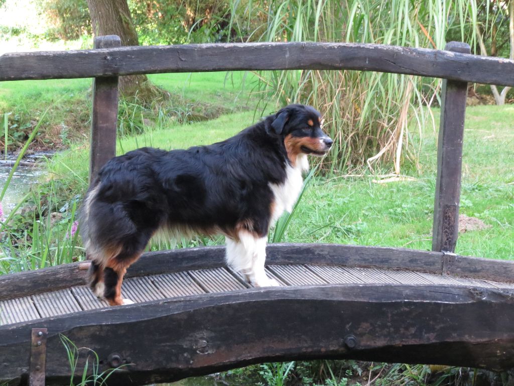 Ibhi albatros magicberry