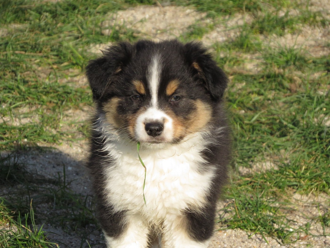 Berger Australien - Des Rêves De Cassiopée