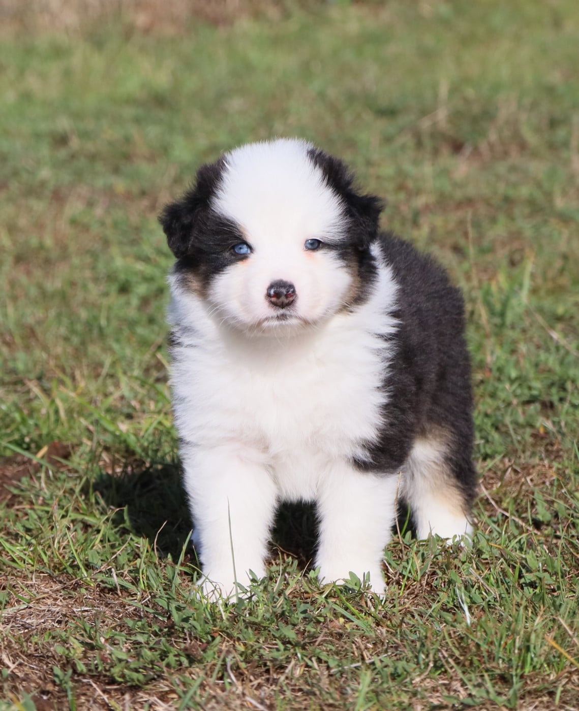Bonnie - Berger Australien