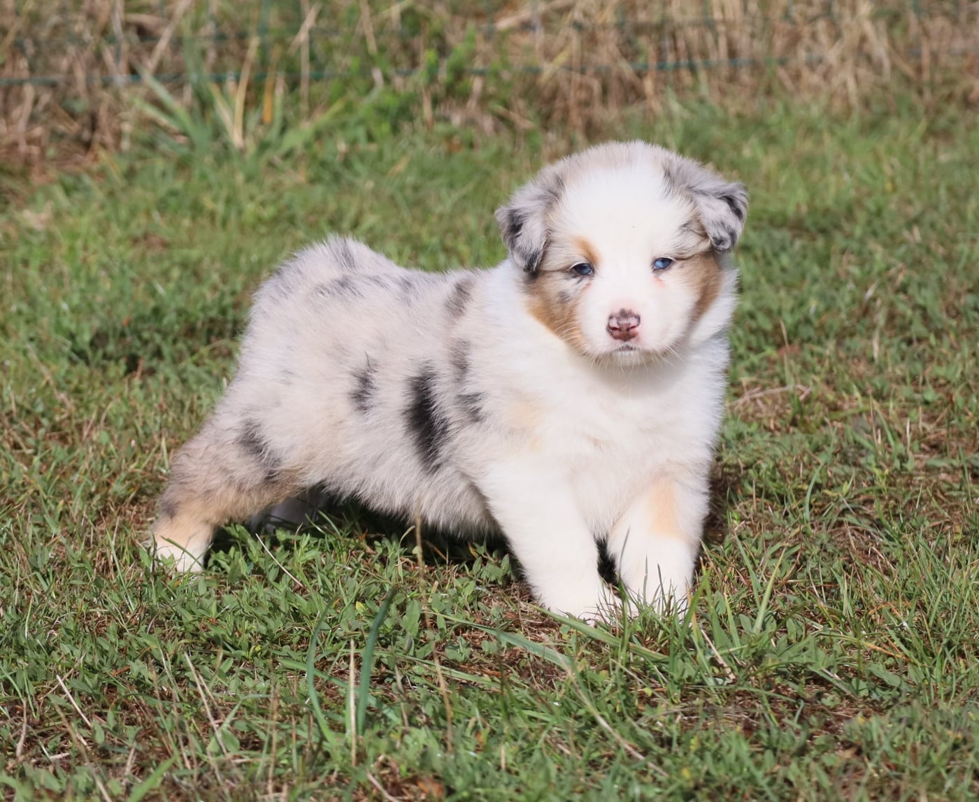 Wallace - Berger Australien