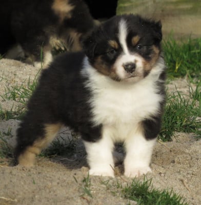 Les chiots de Berger Australien