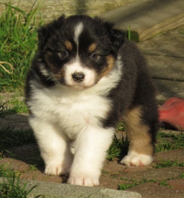 Les chiots de Berger Australien