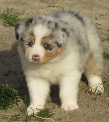 Les chiots de Berger Australien