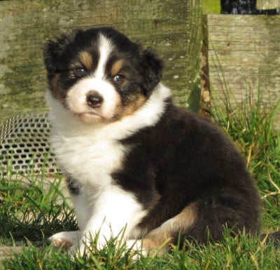 Les chiots de Berger Australien