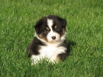 Les chiots de Berger Australien