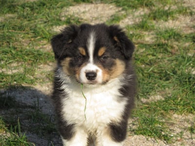 Les chiots de Berger Australien