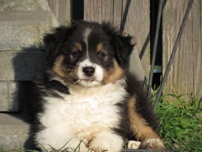 Les chiots de Berger Australien