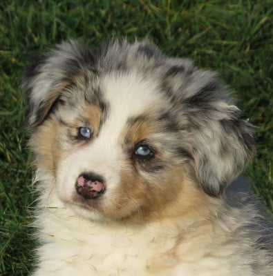 Les chiots de Berger Australien